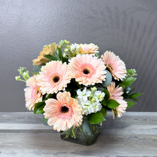 Gerbera Glory