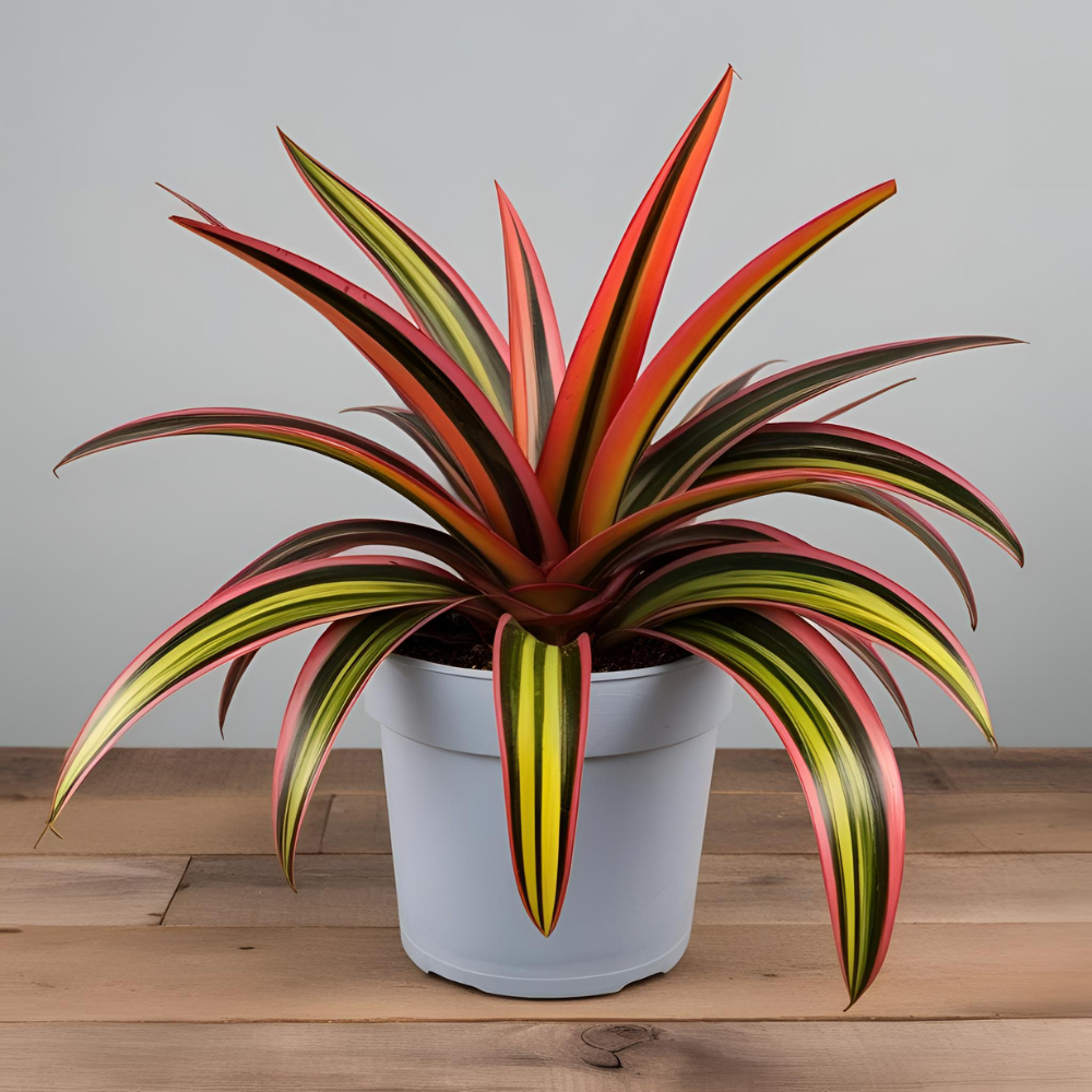 Potted Plant Collection