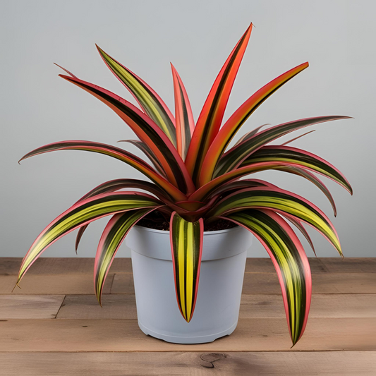 Potted Plant Collection