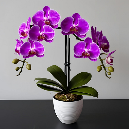 Phalaenopsis Orchid